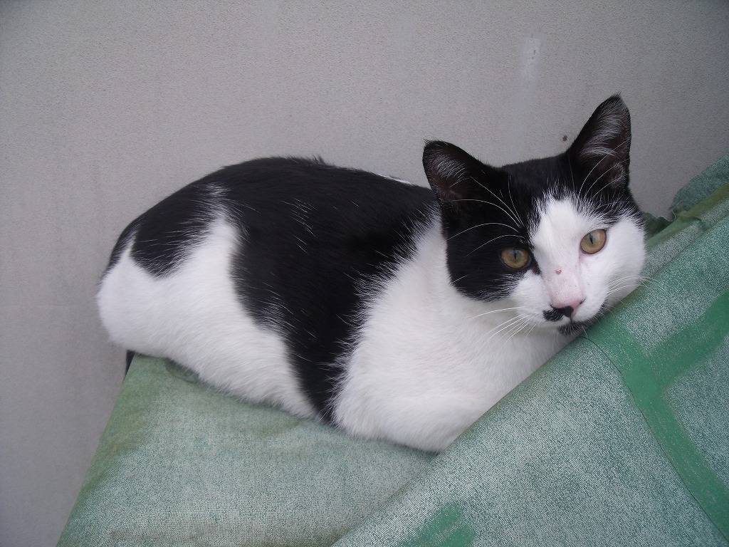 るりるりゲームズ画像